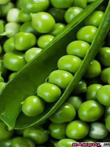 فروش بذر نخود فرنگی